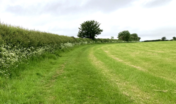 Stoke Hay crop